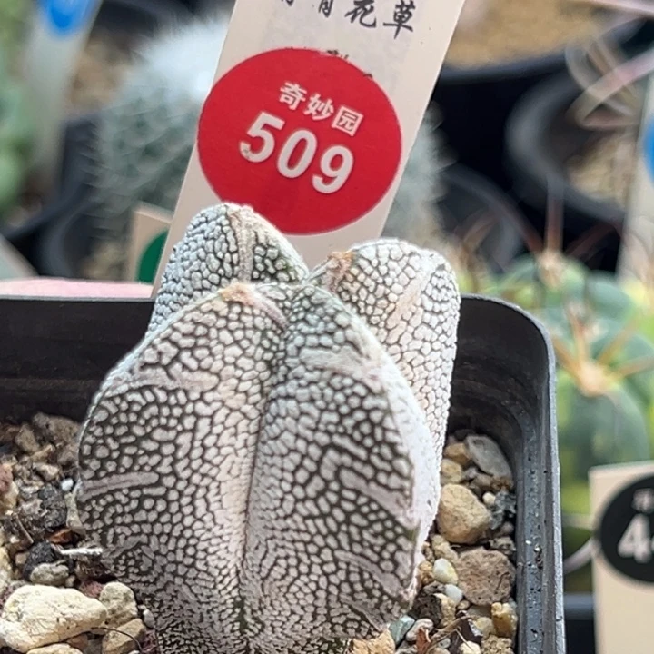 实生四角带V恩冢3.8cm