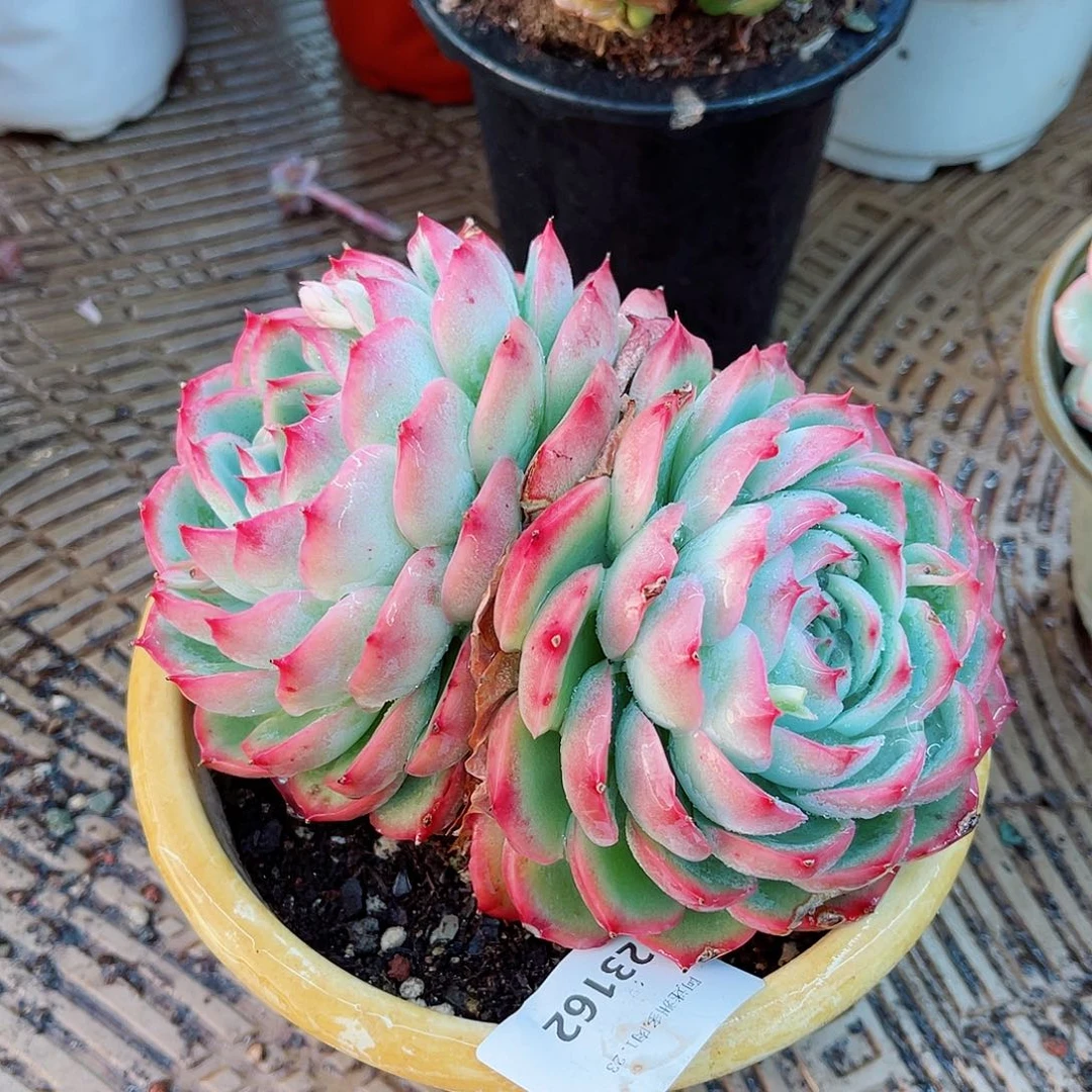 23162多肉植物植物