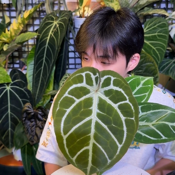 完全开放M84极致铜锣烧杂粉脉撕裂纹