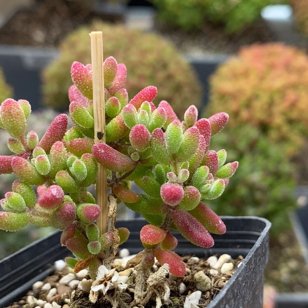 红宝石6092枝干番杏