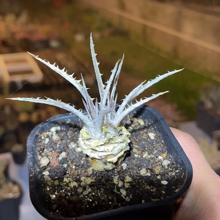 满38包邮2天凑单，脱土晾根发货多肉植物