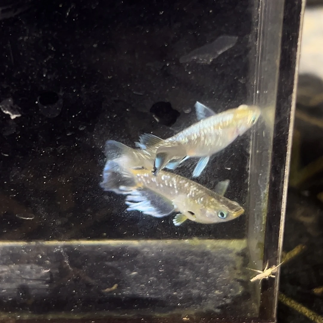 海水观背青鱂奶酪一对11