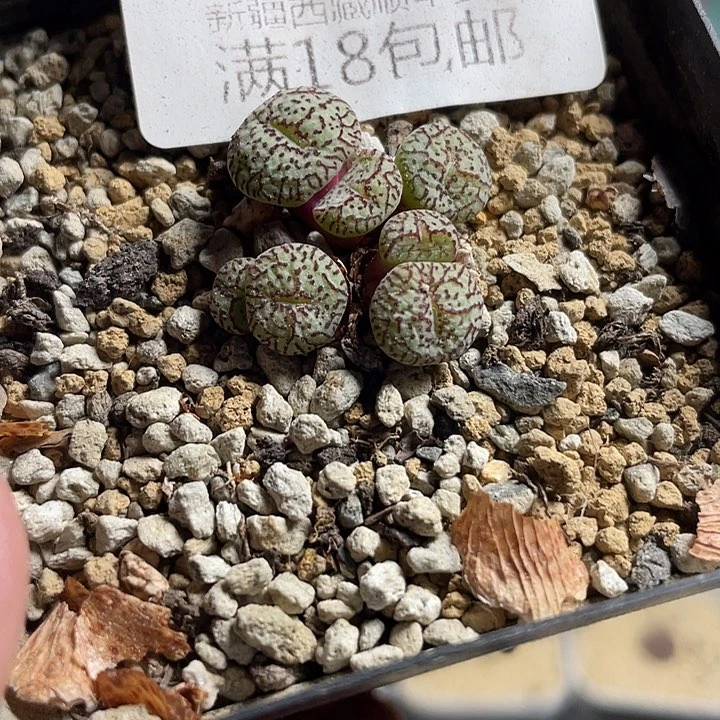 佳人园艺多肉生石花墨618