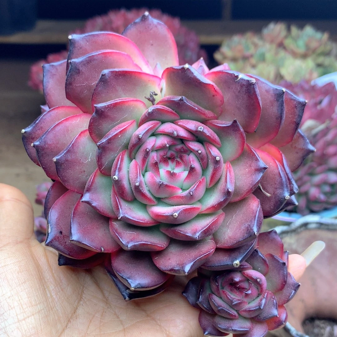 张*然1363杂交多肉植物基地