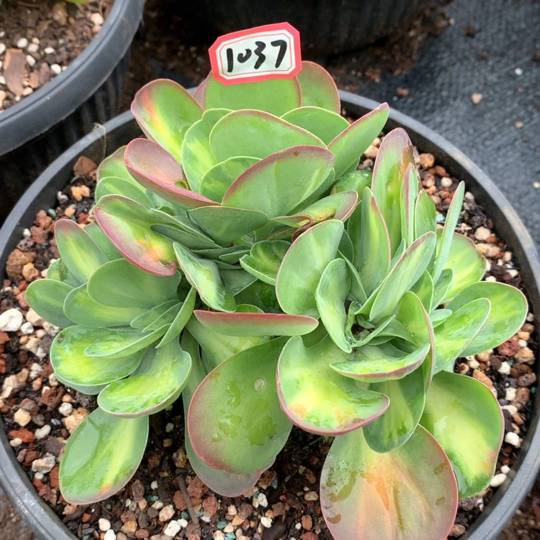 唐印锦缀1037晓晓一物一拍