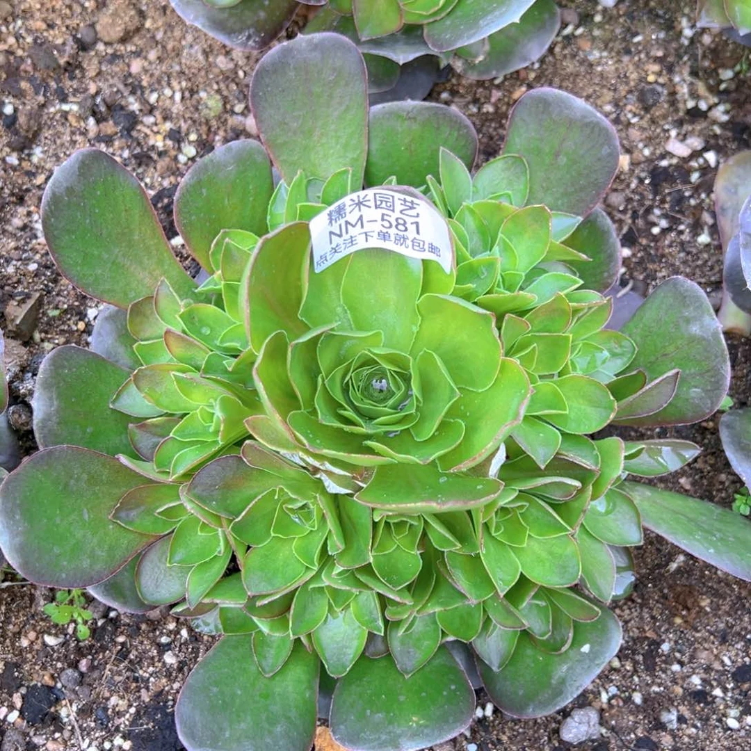 魅金玫瑰多肉植物581