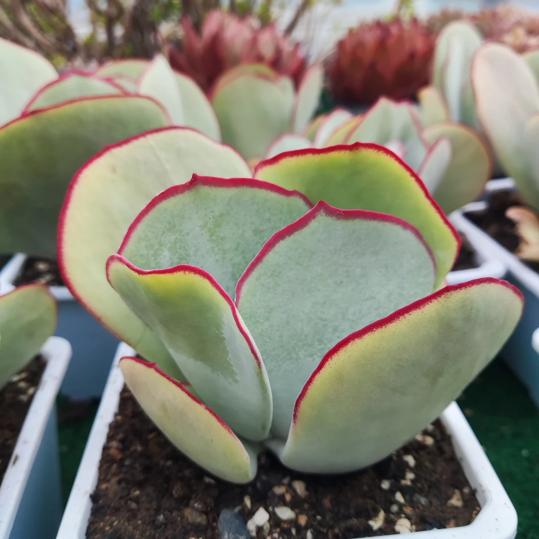 【只发新疆】 日系白眉大颗    12厘米带盆发货