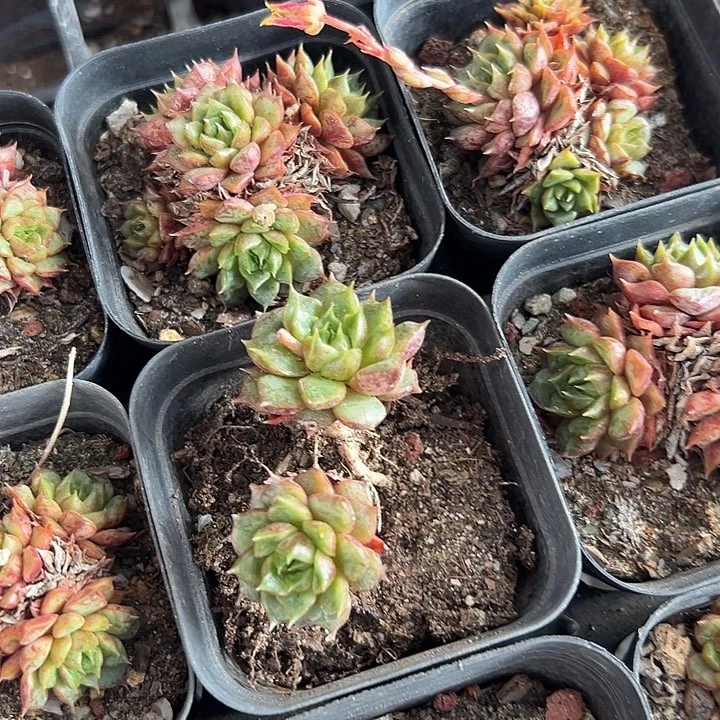 无花朵血滴子3盆。