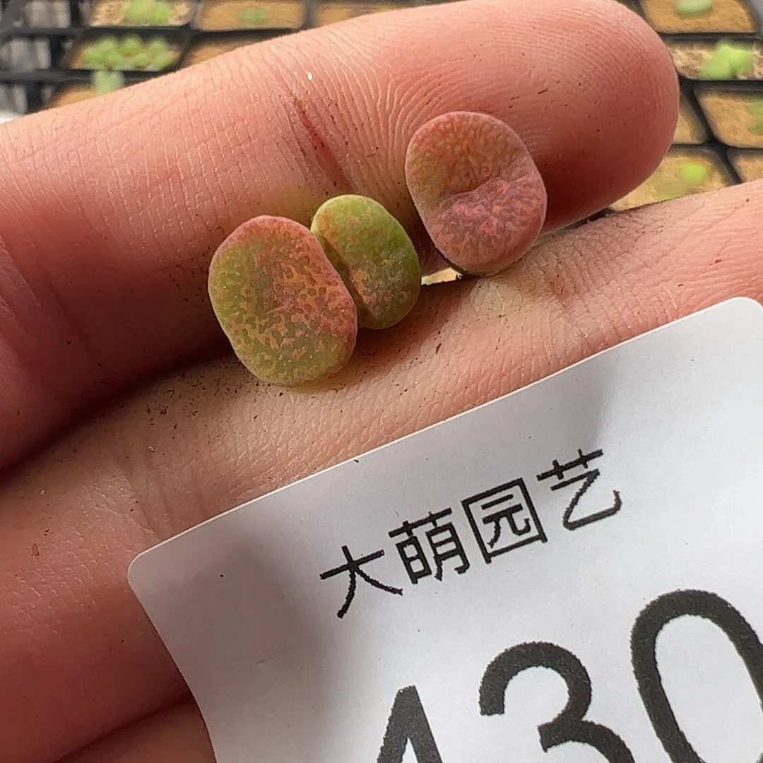 0000一物一拍……430朱雀勋章