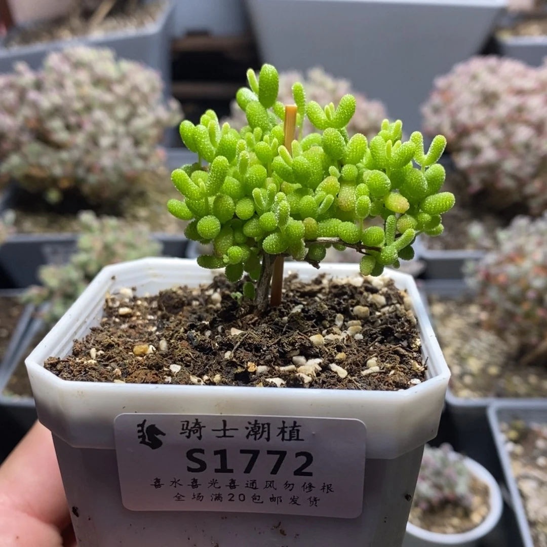 1772蜜橘糖球枝干