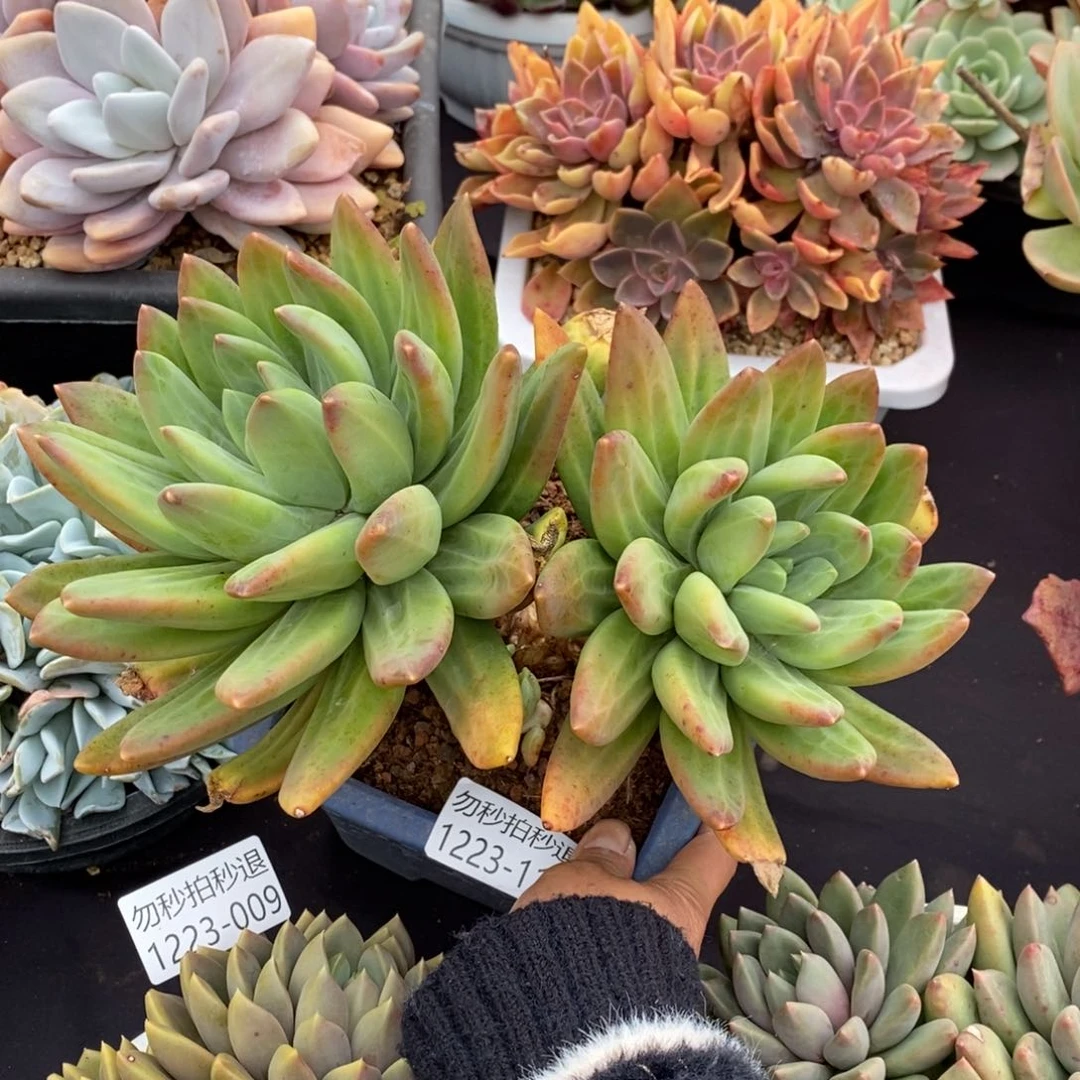 两单包邮1223-115海洋之歌