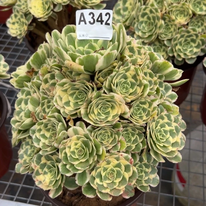 342迈巴赫20厘米左右