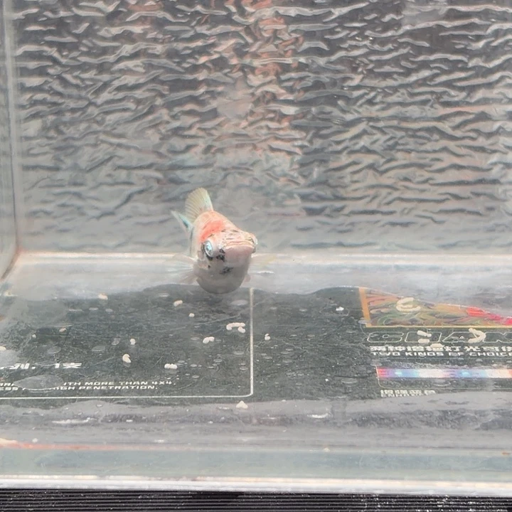 孔雀鱼玛丽鱼一条红头