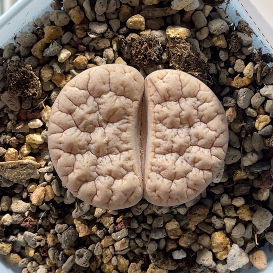 8194粉体凹凸拿铁1891尺寸3.3