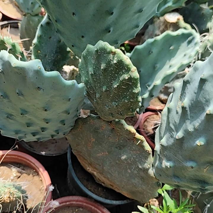 垚***宝无花朵贝壳王仙人掌小叶片