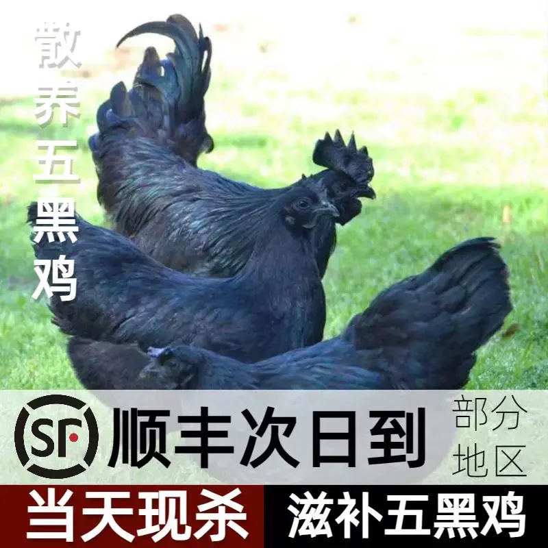 纯粮散养二年老母鸡（五黑鸡顺丰包邮）高压锅40分钟，铁锅炖2小时