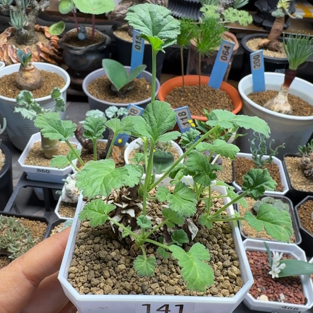 松果洋葵141 仙人球