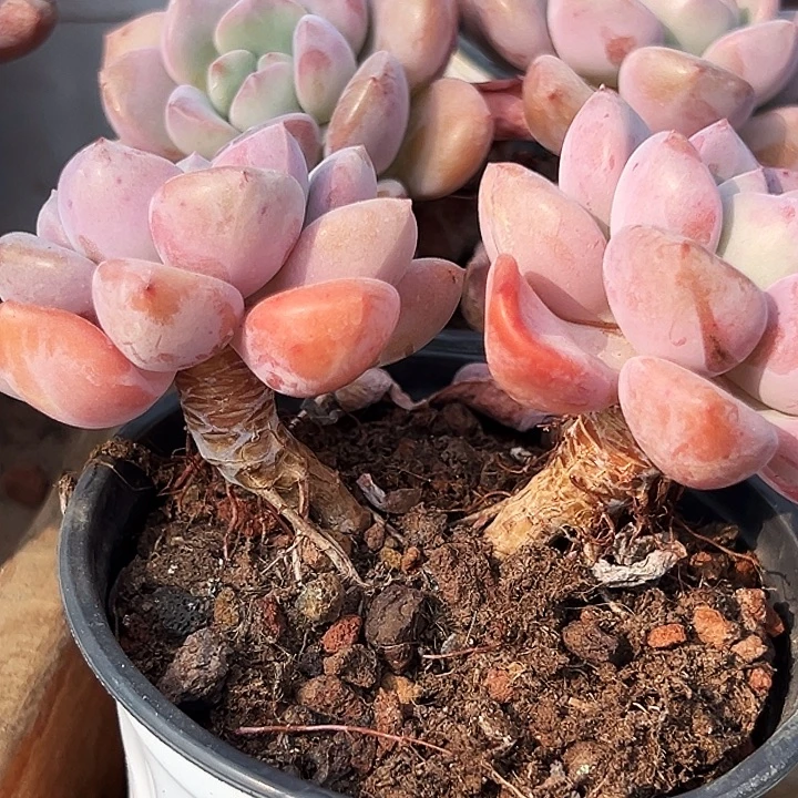 双头       老桩       白露