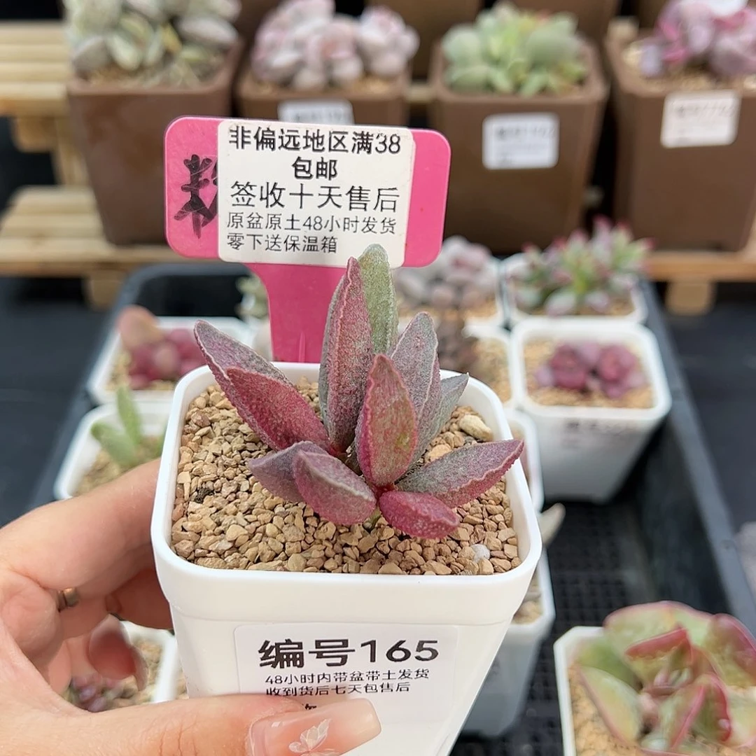 165粉红小猪多肉植物