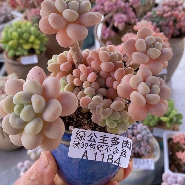 洛可可8cm1184多肉植物