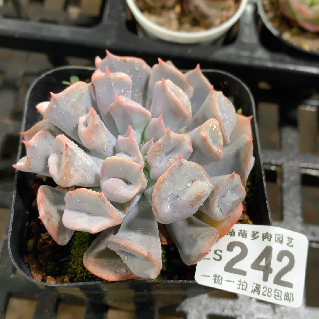 肉萌萌拇指盆精控多肉ZS242