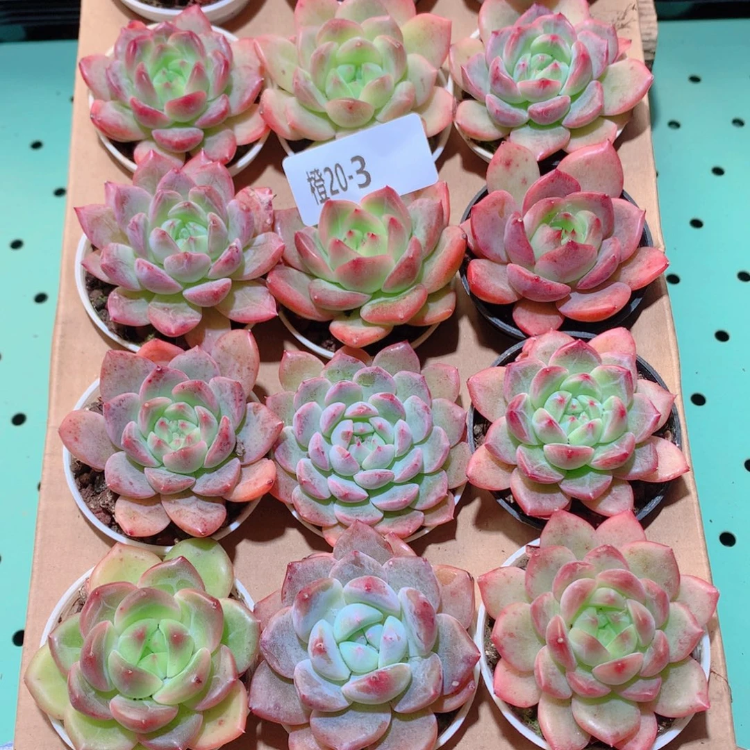 20-3一物一拍多肉带盆18颗