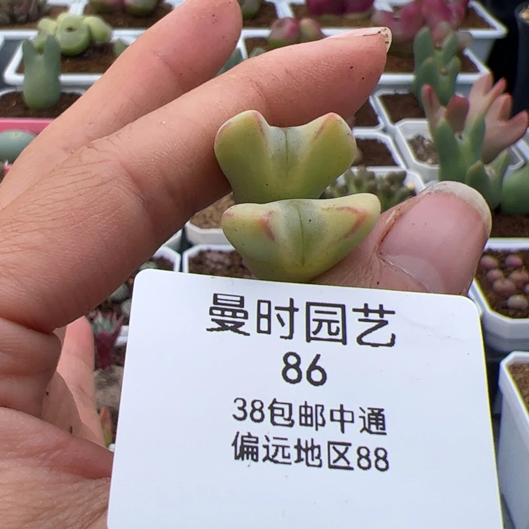 ?***_86号将2.24多肉