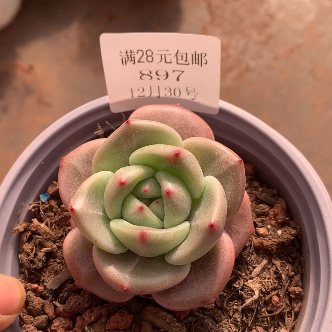 【闪购商品】云897号4厘米