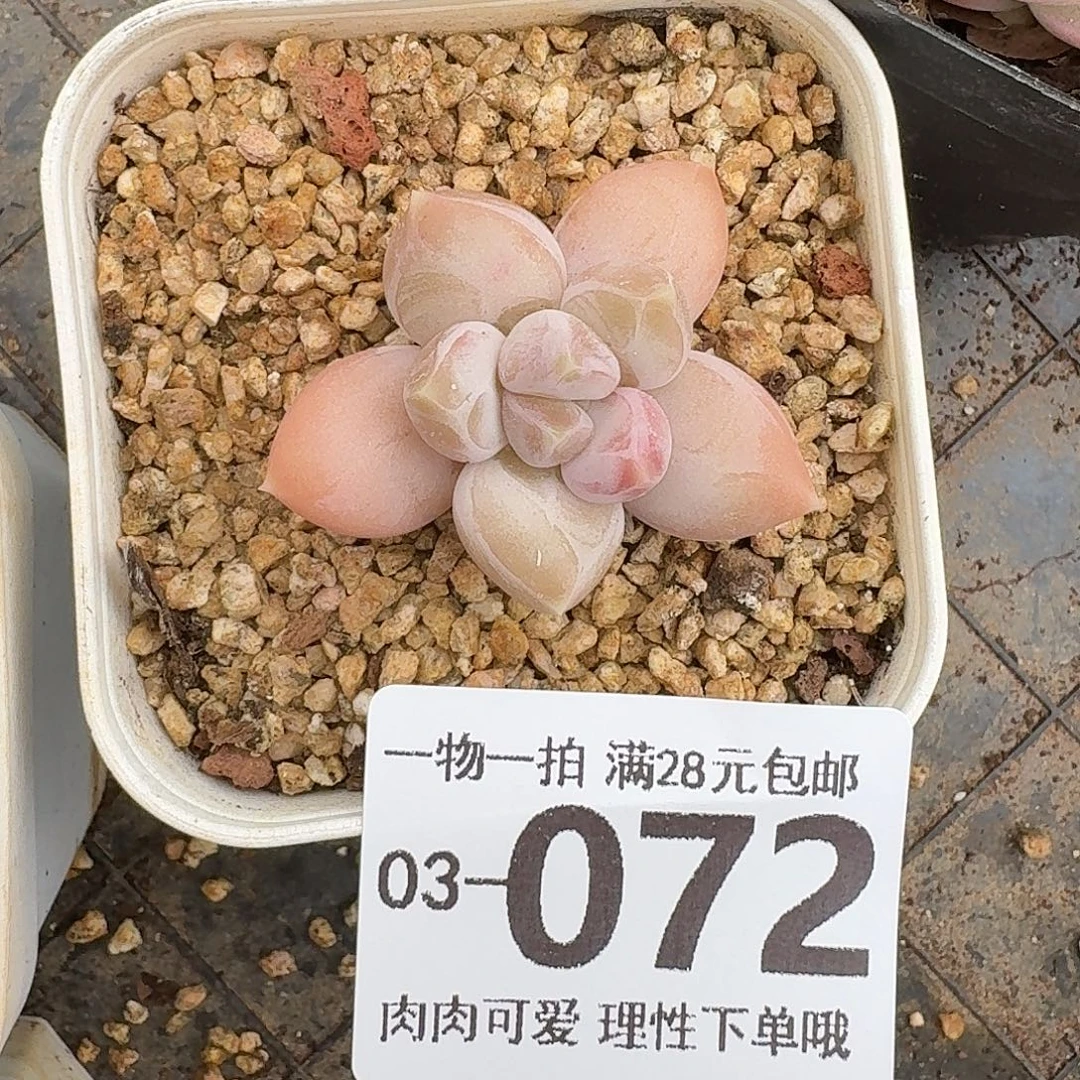 三色奶无盆土发货