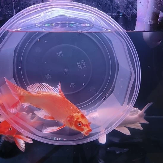 海水鱼红色普身蝴蝶鲤