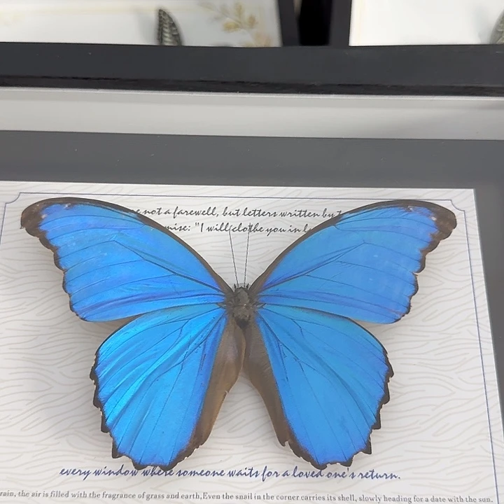 大闪蝴蝶蝴蝶蝴蝶008