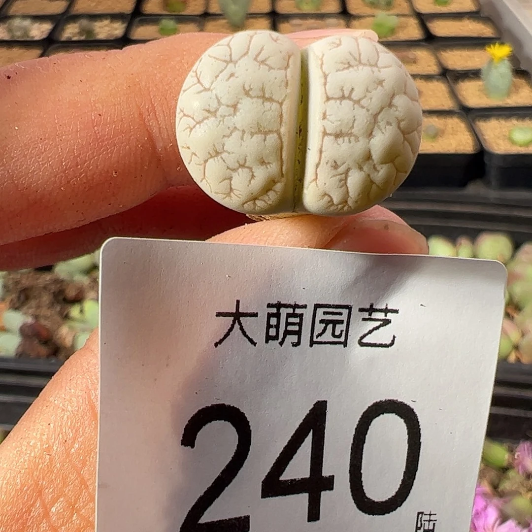 一物一拍。     189荒玉。240