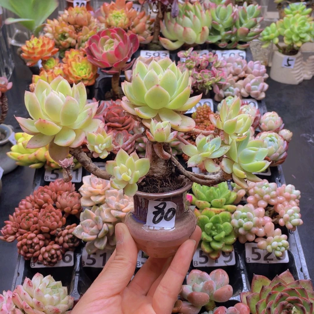 m***o花器花器花器进去花器