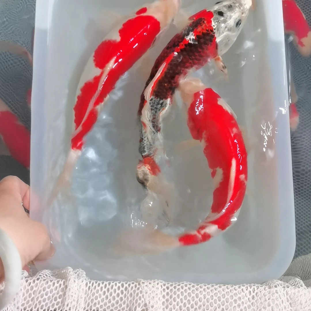 锦鲤红白孔雀一盆