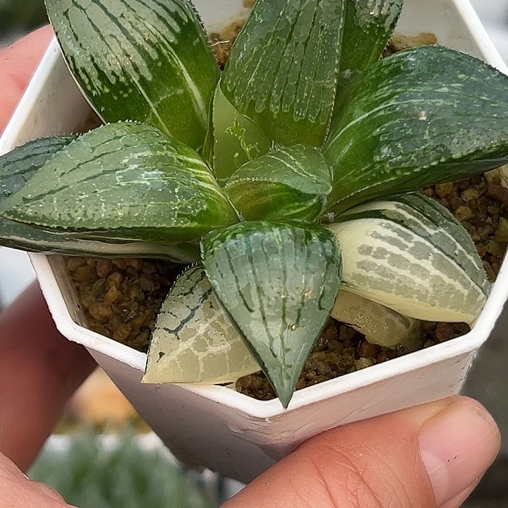 十二卷多肉实生寿