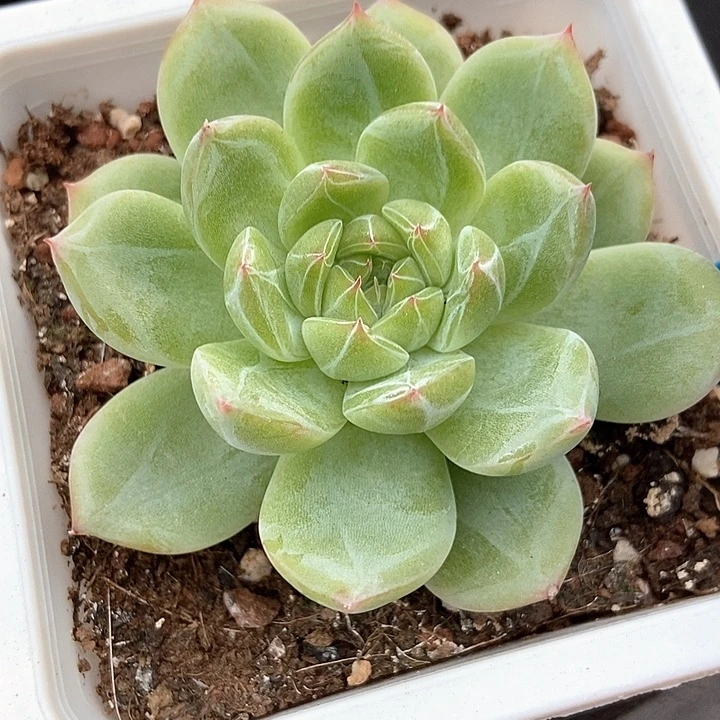 多肉植物雪花珍妮1010
