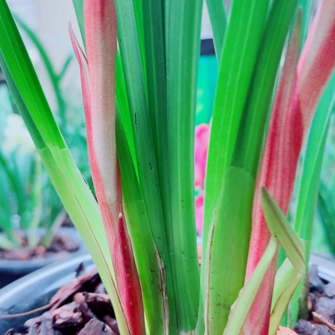 当前无花栽培后可以开花