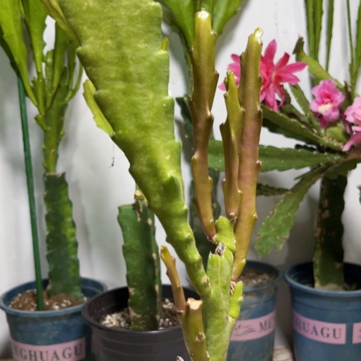 当前无花栽培后可以开花753
