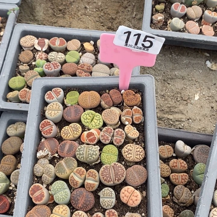 转***湖生石花小苗115