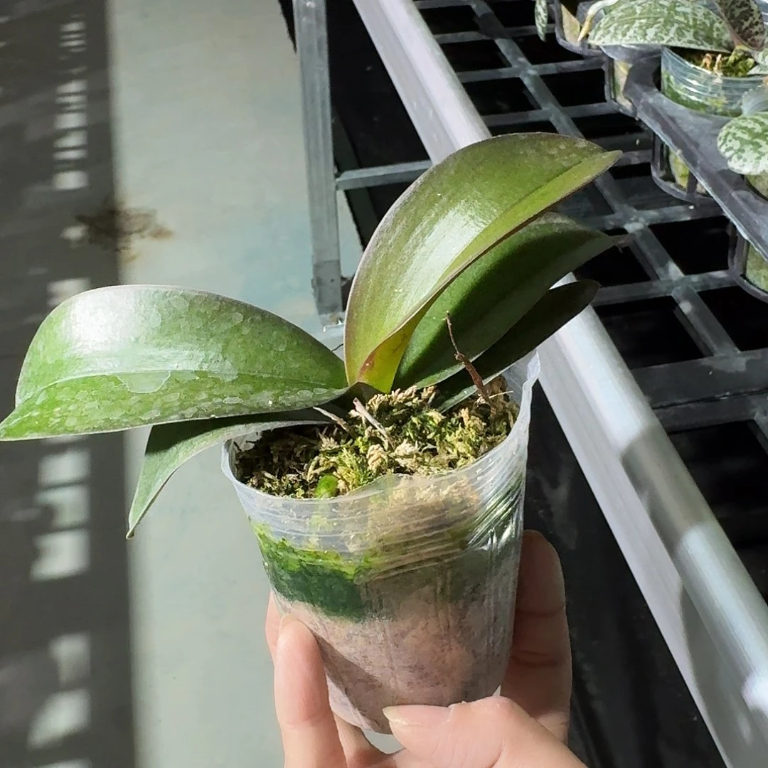 完全开放啊***u蝴蝶兰