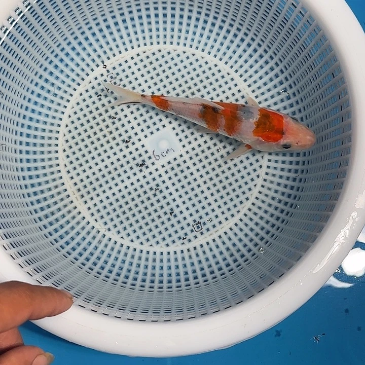 志***明海水锦鲤的故事是
