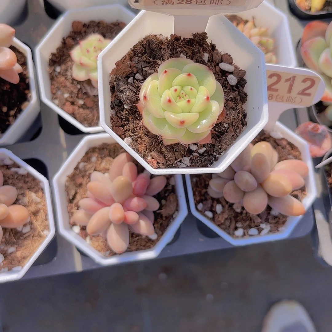 ?****乐A124珍妮一物一拍啊