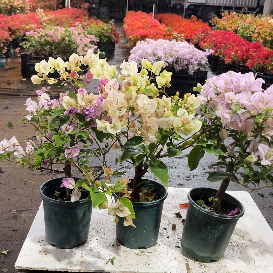 大部分花苞少量开放雪紫，章红英，苹果花