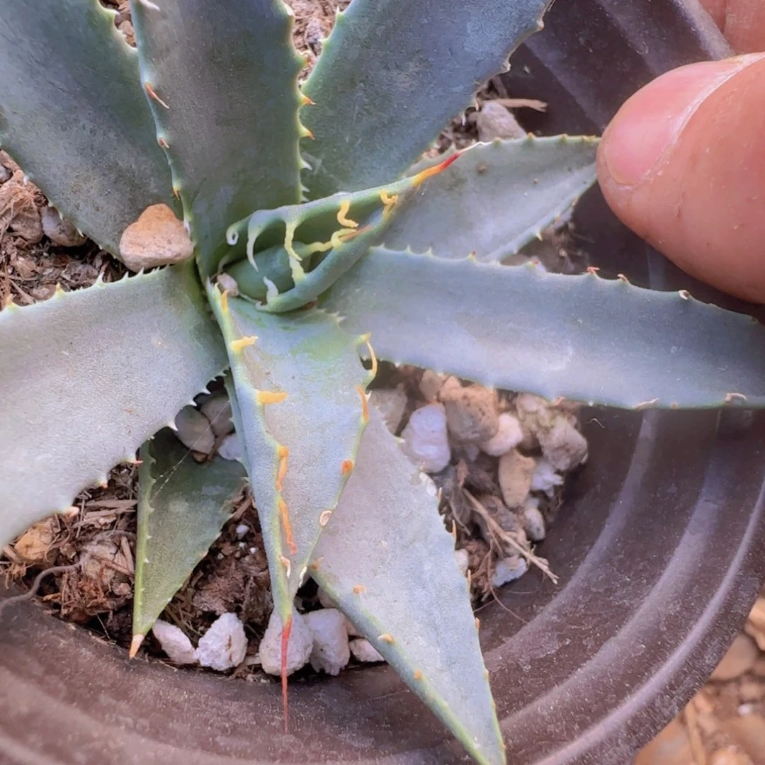 肆****块根植物块根植物