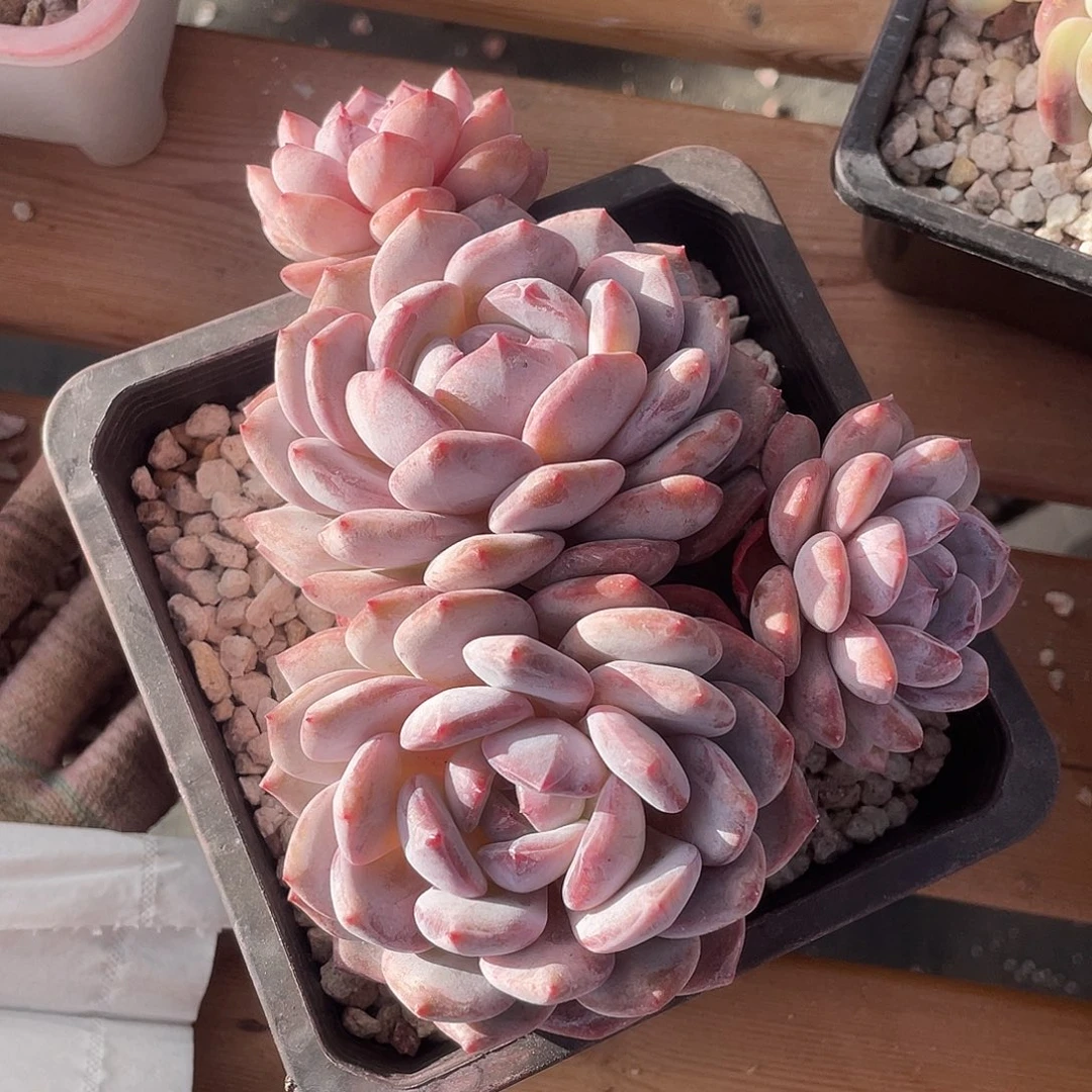 精品优选多肉植物