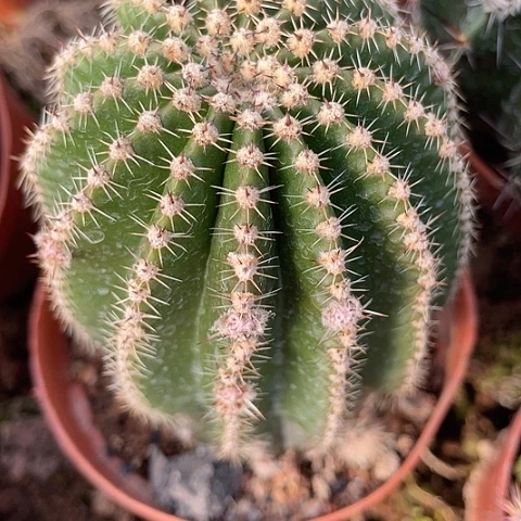 实生短刺柱子123号