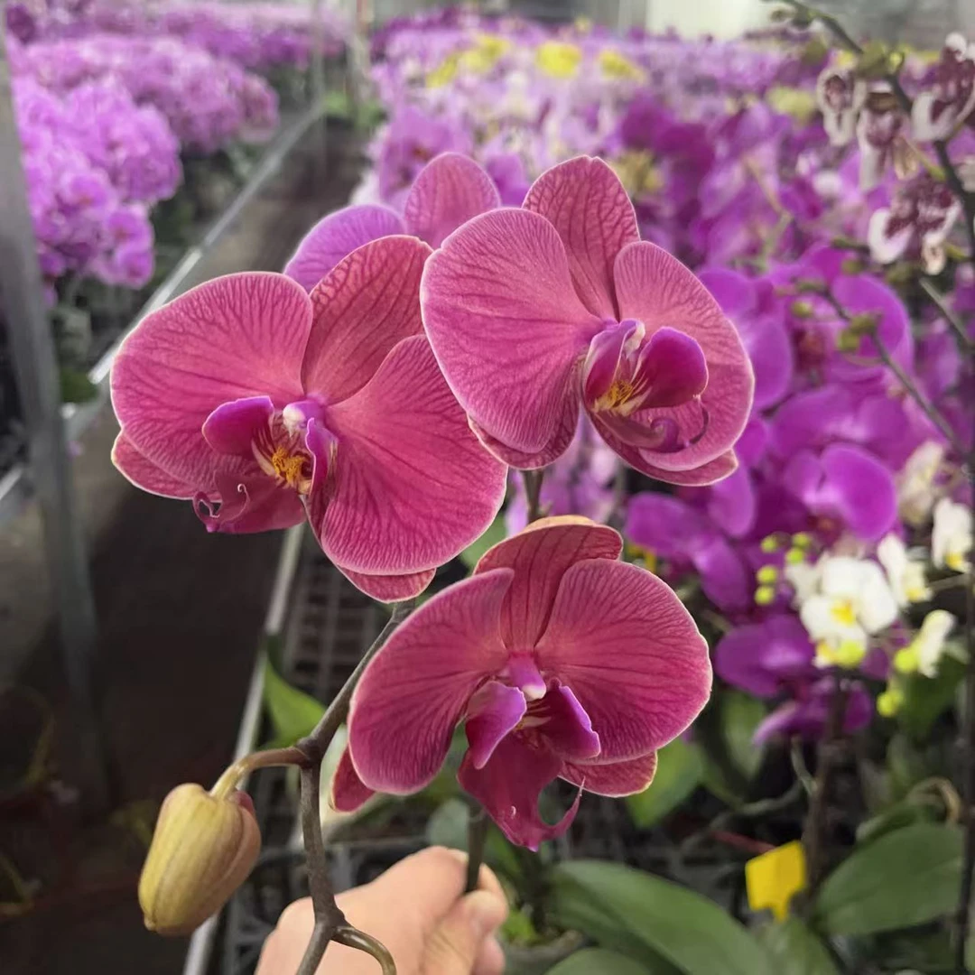 蝴蝶兰【红梅】爱马仕橙 室内花花 广州基地直发