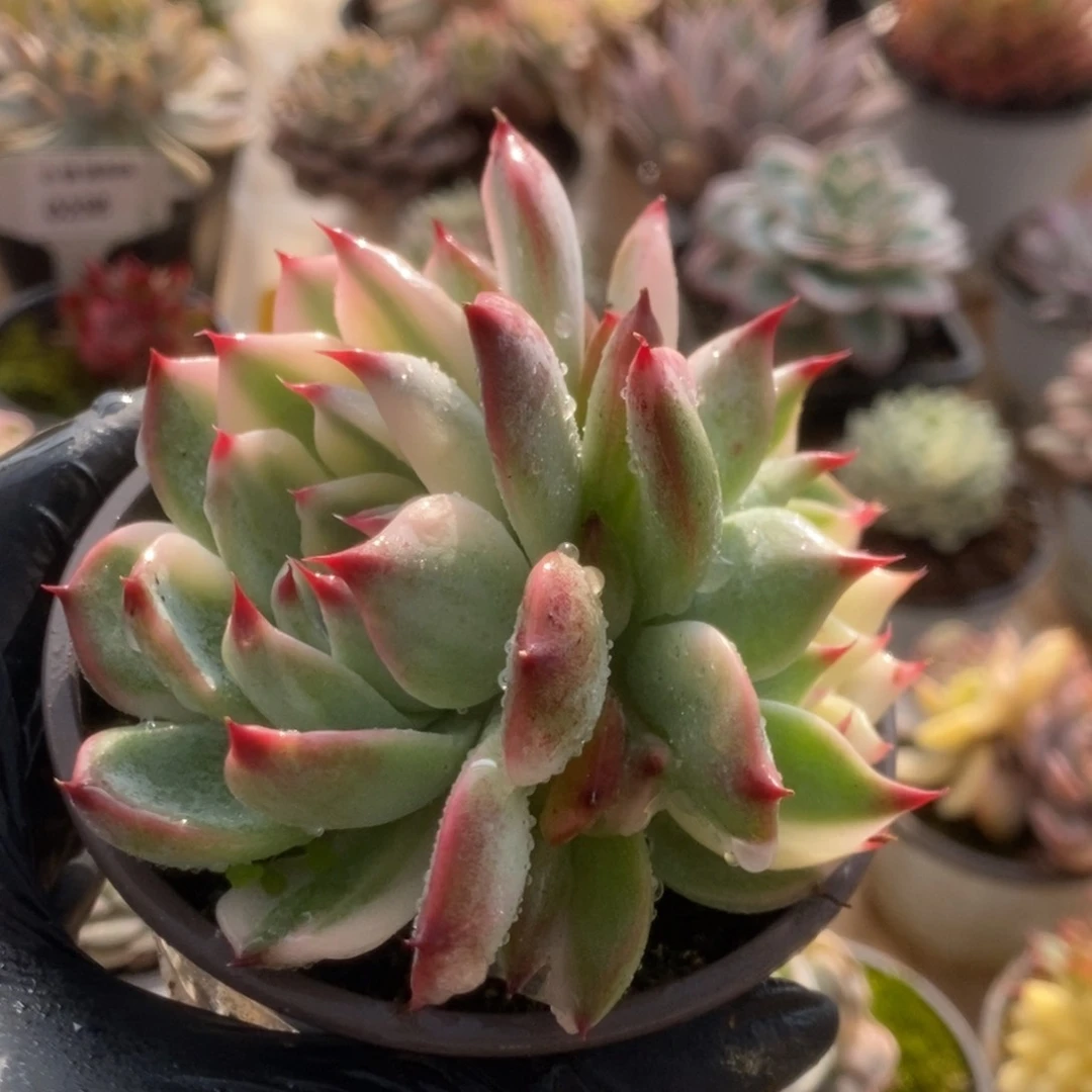 246吉娃娃锦锦锦锦锦