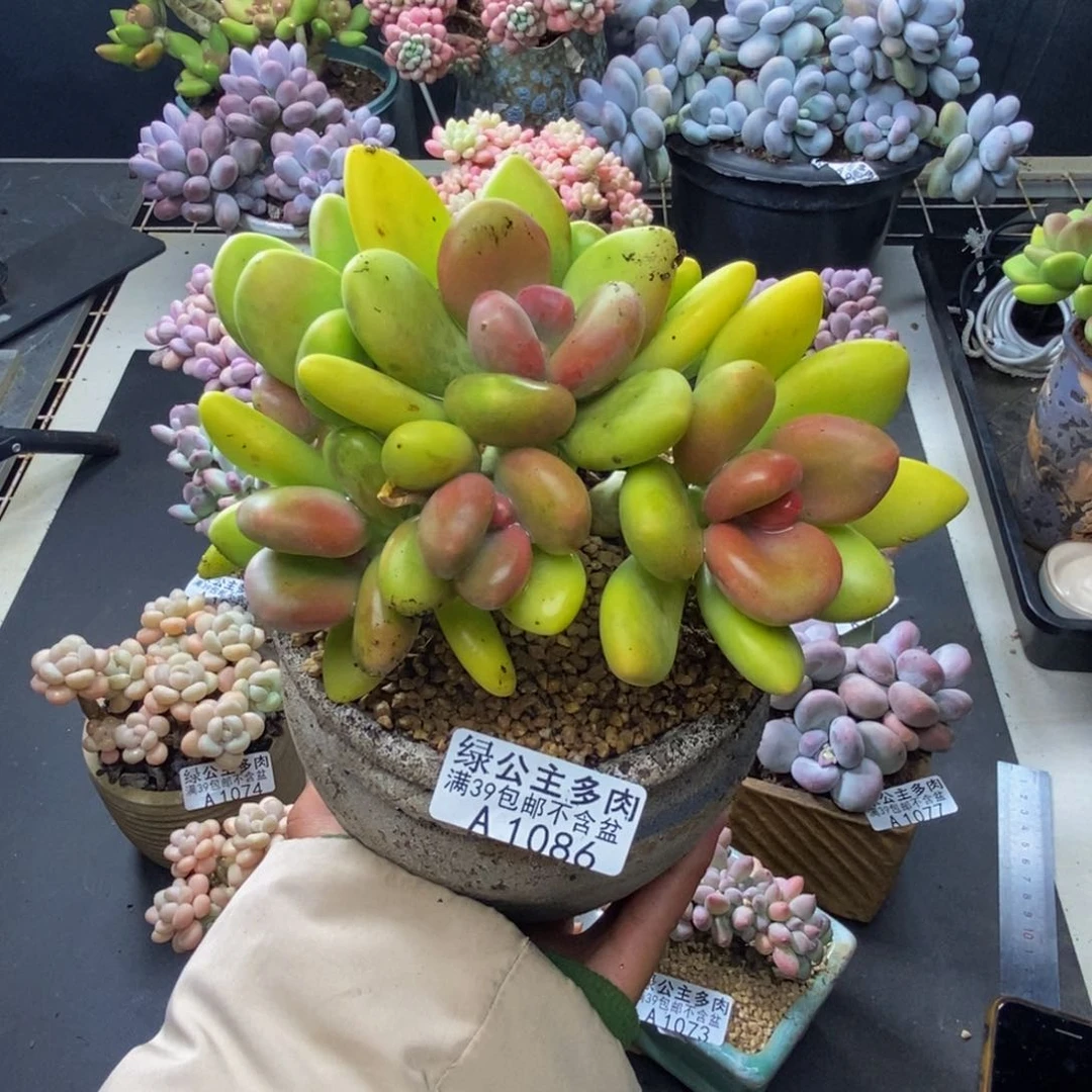 086芒果奶多肉12c m