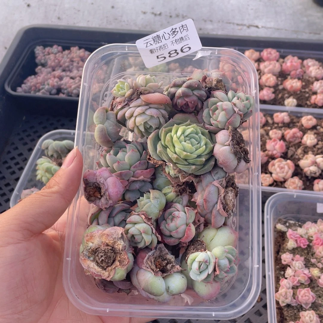 云糖心多肉植物586